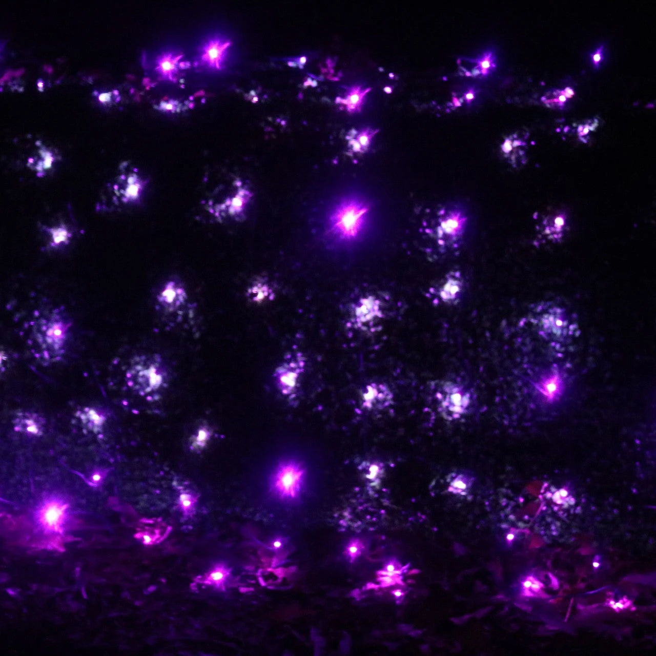 100-light Purple 5mm LED Net Lights, Green Wire 6 100-light Purple 5mm LED Net Lights, Green Wire - Image 4