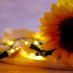 100-bulb Yellow MiniLights, 4" Spacing, Green Wire -Decorative Lighting Store yellow mini lights sunflower closeup 041918 a188355c 9d6d 4c06 9b3d 1a3ac324ab35